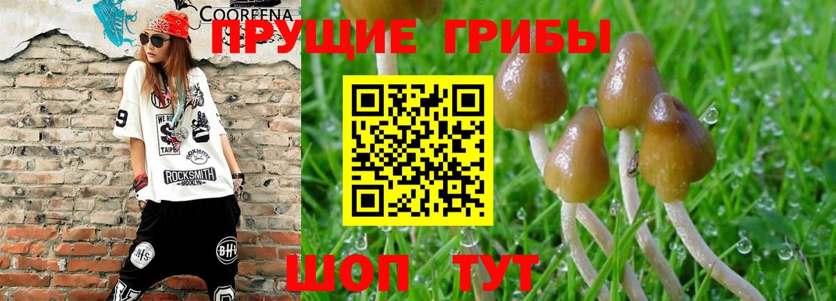 Вязьма  Галлюциногенные грибы Cubensis  цены наркотик  Галлюциногенные грибы прущие грибы  Вход с VPN 
