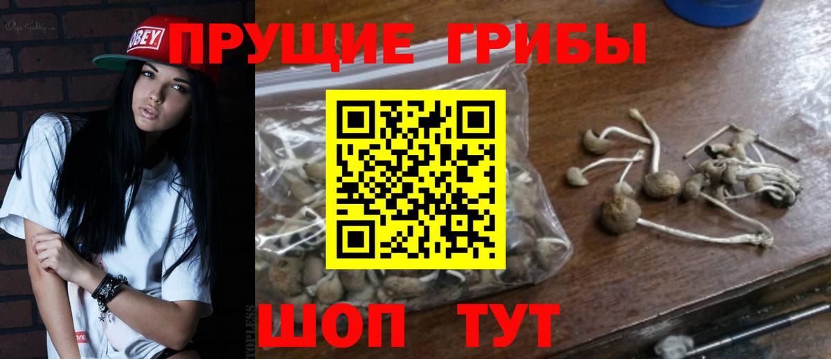 Псилоцибиновые грибы Cubensis Вязьма
